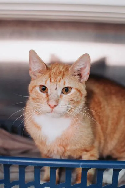 A Cisco Petsmart Mt thumbnail 2