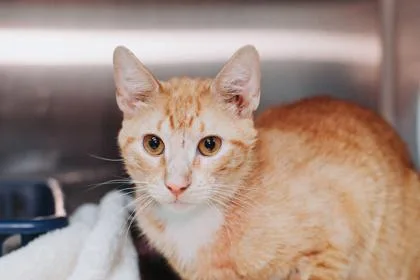 A Cisco Petsmart Mt thumbnail 3