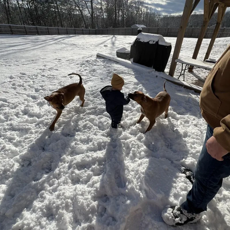 An adult medium-sized female Brown / Chocolate American Staffordshire Terrier dog named Nala for adoption in Lynchburg, VA