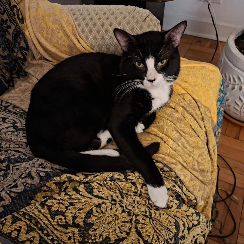An adult large-sized male Black Domestic Short Hair cat named Kiwi for adoption in Chicago, IL
