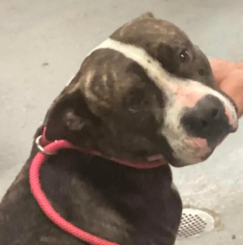 A young medium-sized male Pit Bull Terrier dog named Raider for adoption in Beebe, AR