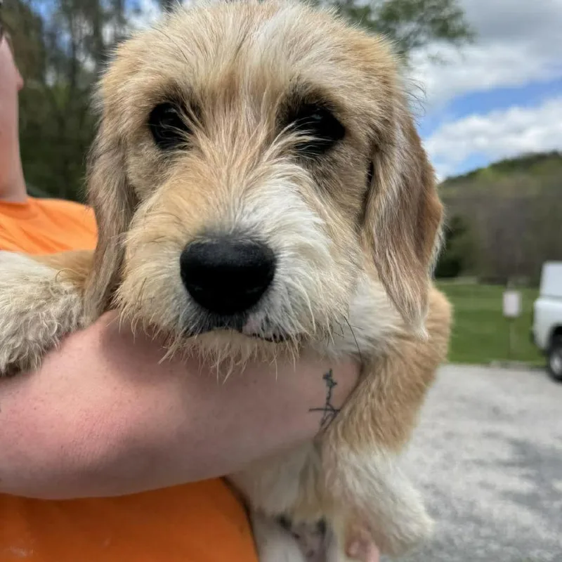 A baby medium-sized female Yellow / Tan / Blond / Fawn Terrier dog named Dottie for adoption in Shinnston, WV
