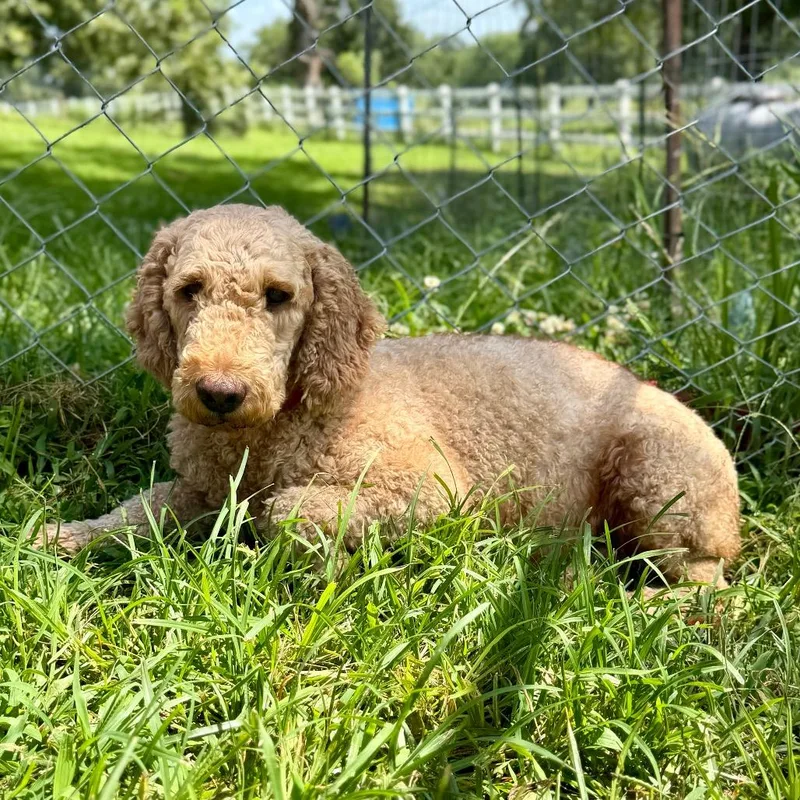An adult medium-sized female Golden Poodle dog named Rory Missouri for adoption in Peyton, CO