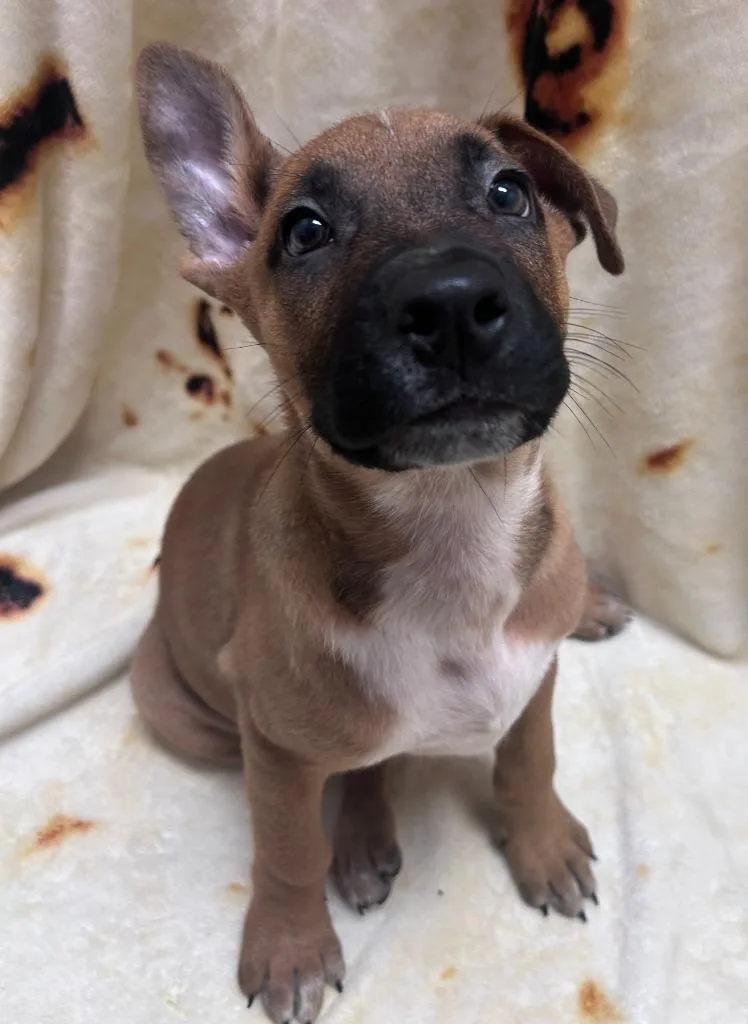 A baby medium-sized male German Shepherd Dog dog named Swag for adoption in Madison, GA