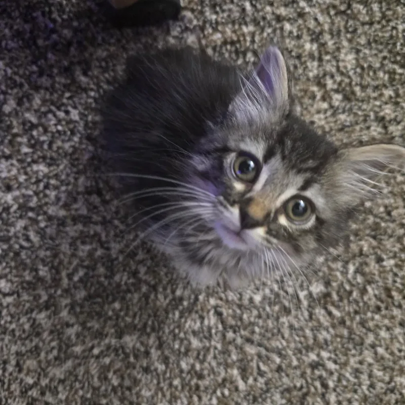 A baby medium-sized female Domestic Medium Hair cat named Ram for adoption in Omaha, NE