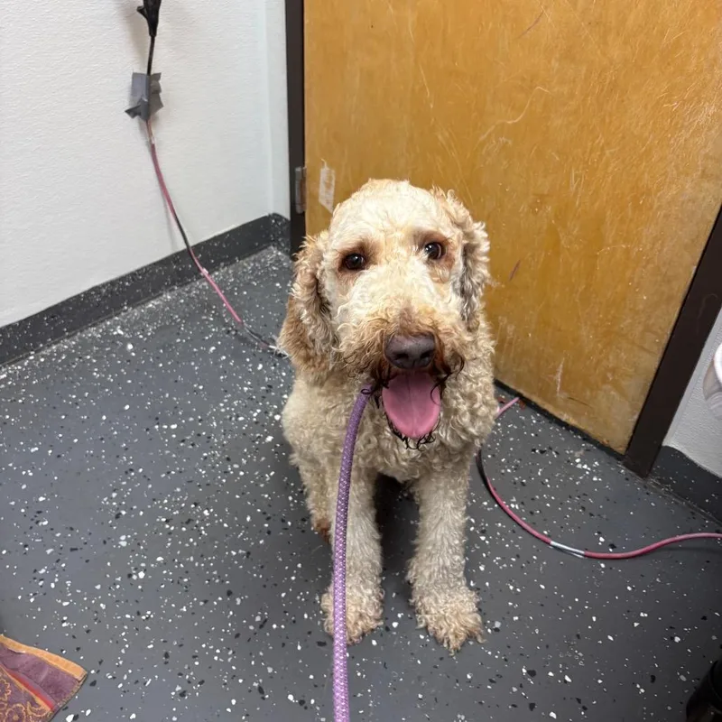 An adult medium-sized male Yellow / Tan / Blond / Fawn Standard Poodle dog named Watson for adoption in Columbiana, AL