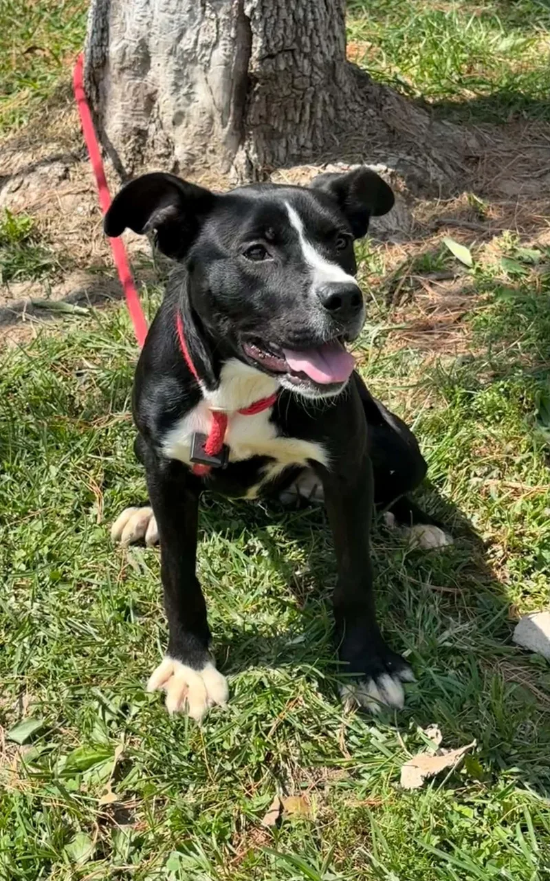 A young medium-sized female Black Pit Bull Terrier dog named Barcode for adoption in Springfield, IL