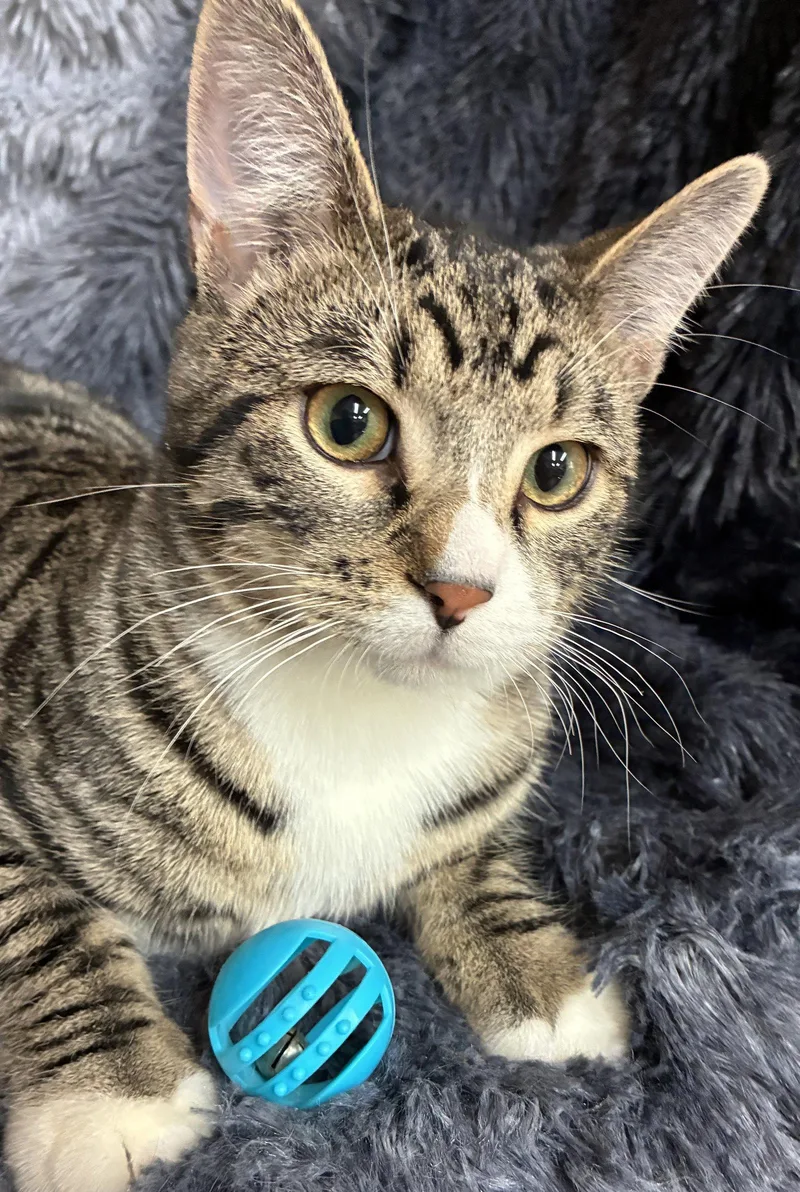 A baby small-sized male Domestic Short Hair cat named Night for adoption in Forest Lake, MN