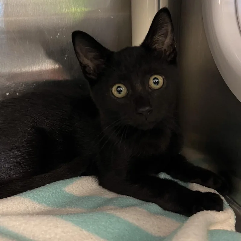 A baby small-sized male Black Domestic Short Hair cat named Hunter for adoption in West Palm Beach, FL