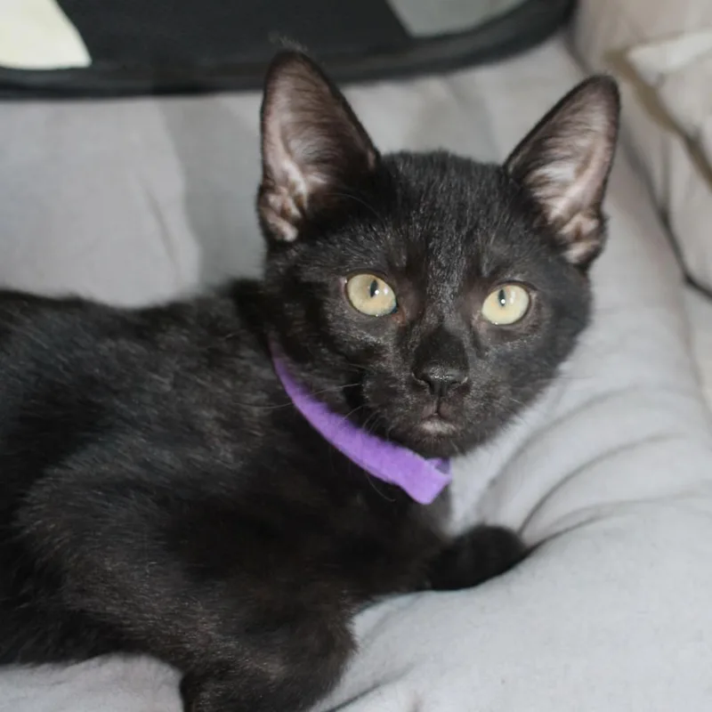 A baby small-sized male Black Domestic Short Hair cat named Merlin for adoption in Long Beach, CA