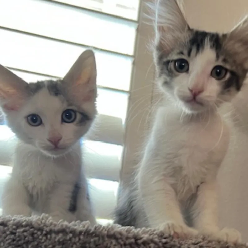 A baby small-sized female Black Domestic Short Hair cat named Shadow for adoption in Las Vegas, NV