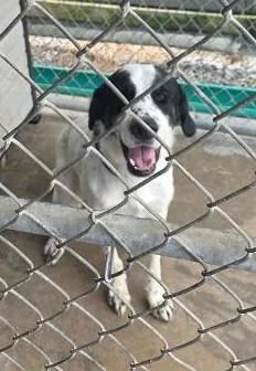 A young large-sized male Great Pyrenees dog named Lazlo for adoption in Clinton, MO