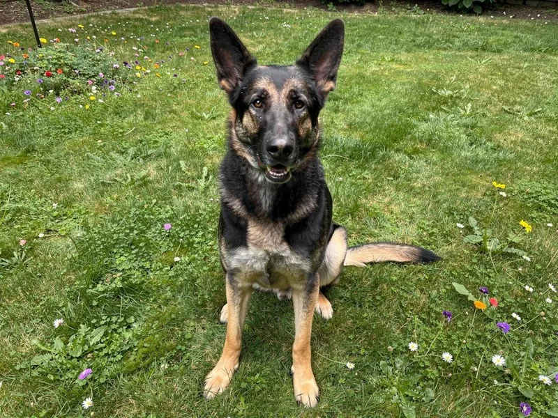 An adult large-sized male German Shepherd Dog dog named Adonis for adoption in Sebastian, FL
