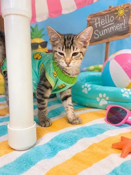 A young medium-sized female Domestic Short Hair cat named Espresso for adoption in Belleville, MI