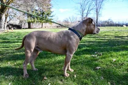 An adult large-sized male Pit Bull Terrier dog named Richard for adoption in Yakima, WA