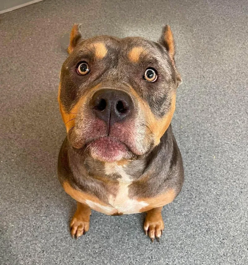 An adult large-sized male Pit Bull Terrier dog named Moose for adoption in Covington, VA