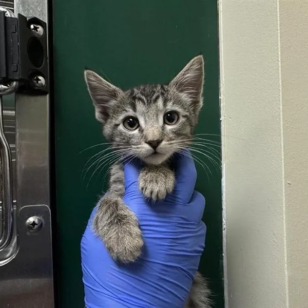 A baby small-sized male Gray / Blue / Silver Domestic Short Hair cat named Coach for adoption in Pasadena, CA