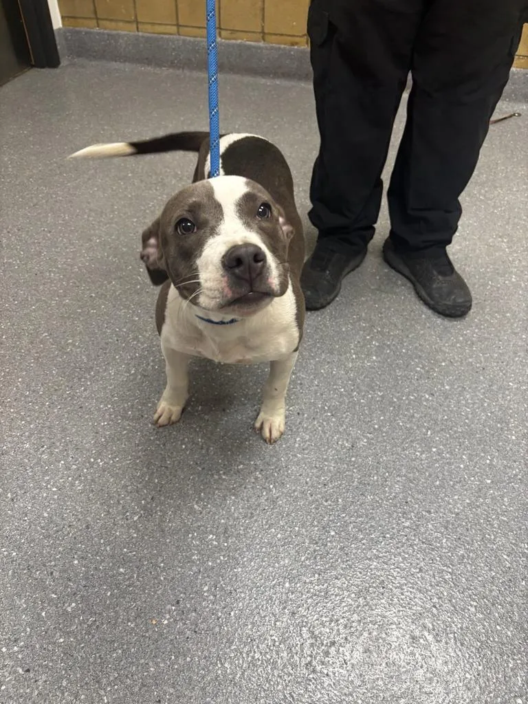 A baby large-sized female Pit Bull Terrier dog named Frannie for adoption in Greenfield, IN