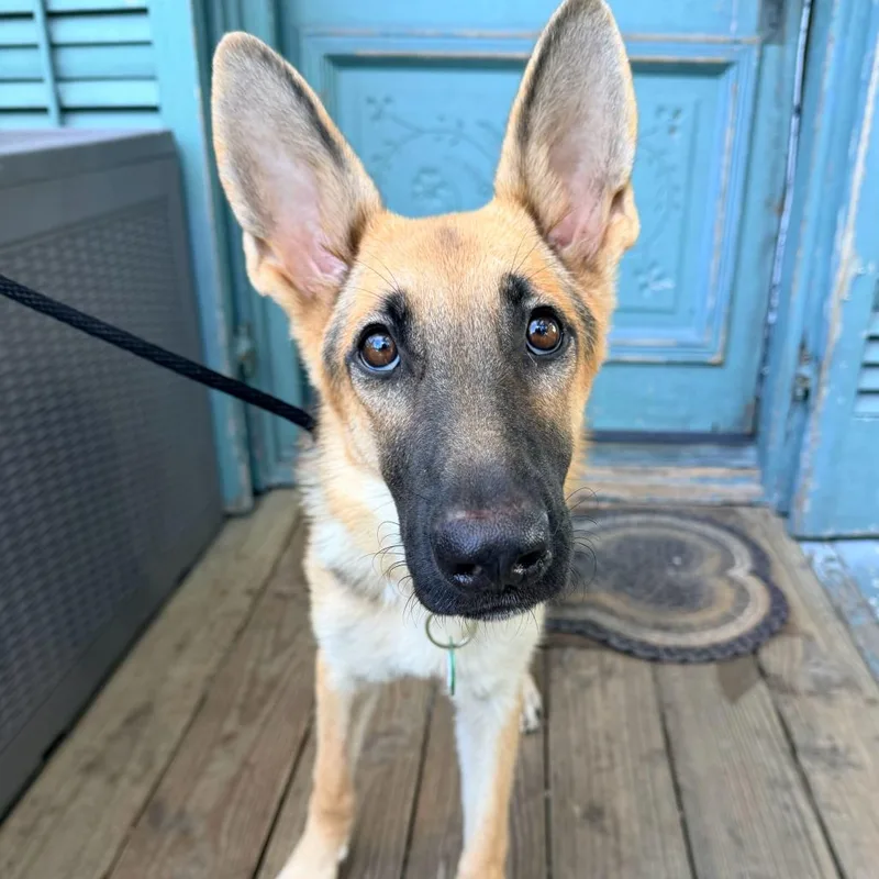 A young medium-sized female German Shepherd Dog dog named Isis for adoption in New Orleans, LA