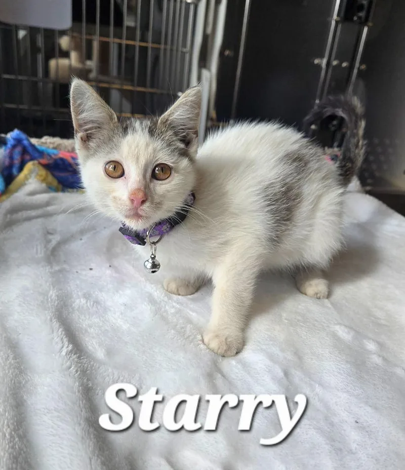 A baby small-sized female Domestic Short Hair cat named Starry for adoption in Sidney, OH