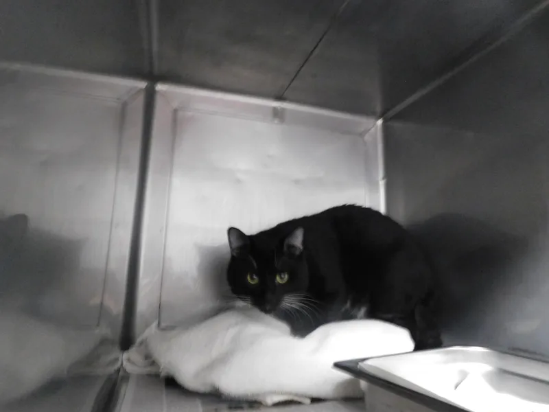 A young medium-sized male Domestic Short Hair cat named Benji for adoption in Chatsworth, CA