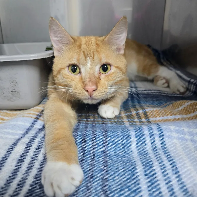 A young medium-sized male Orange / Red Domestic Short Hair cat named Cory for adoption in Marble, NC