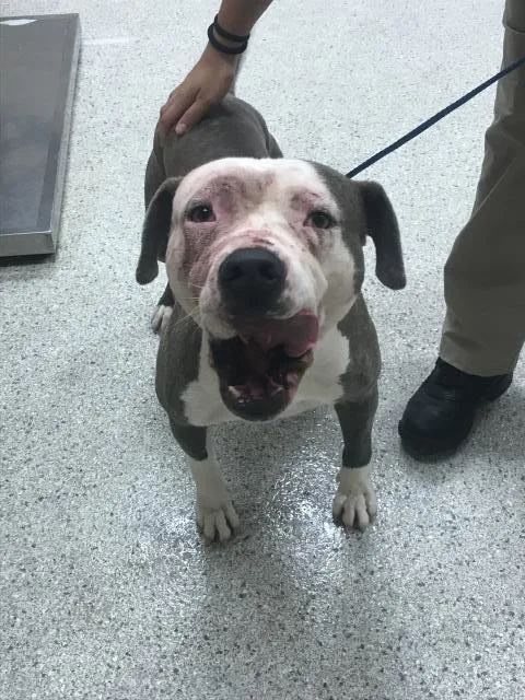 A young medium-sized male Pit Bull Terrier dog named Tom for adoption in Conroe, TX