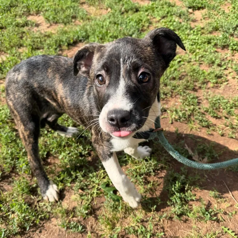A baby small-sized female Gray / Blue / Silver Shepherd dog named Greycy for adoption in Stillwater, OK