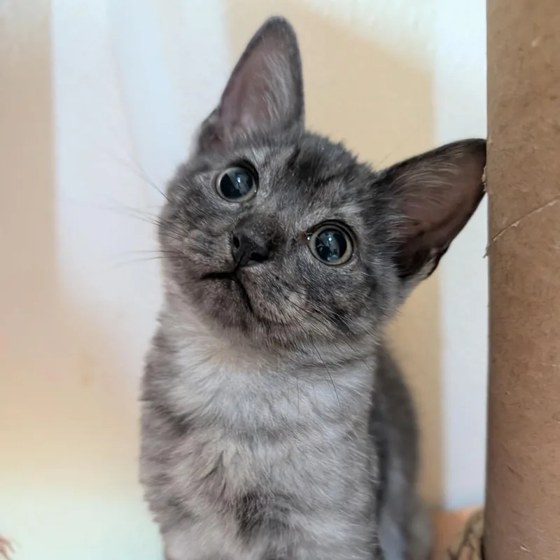 A baby small-sized female Gray / Blue / Silver Domestic Medium Hair cat named Rosemary for adoption in Kailua Kona, HI