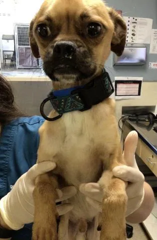 A young small-sized male Pug dog named Finn for adoption in Riverside, CA