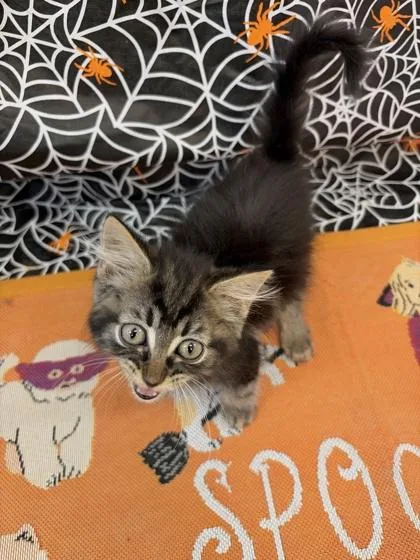 A young small-sized male Domestic Short Hair cat named BamBam for adoption in Columbus, IN