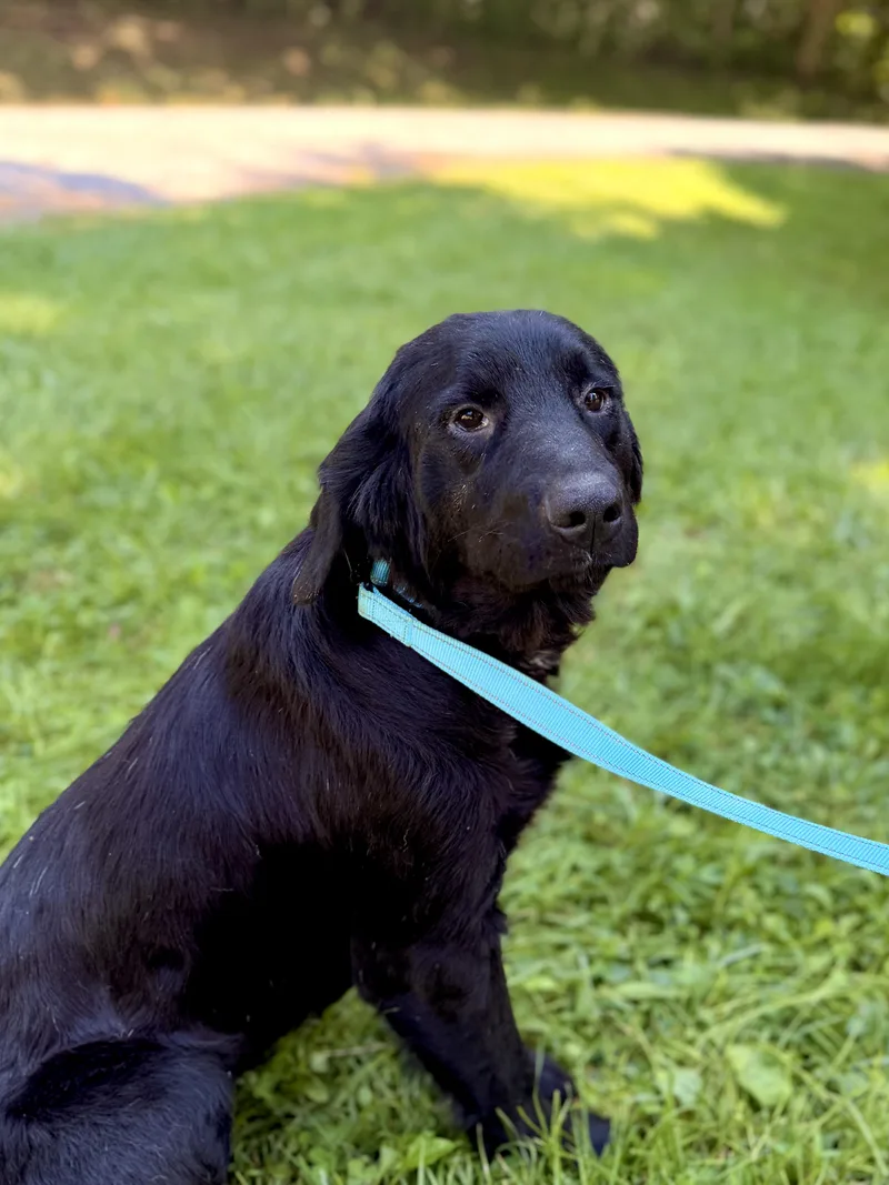 A young medium-sized female Black Collie dog named Kara Transport for adoption in Gradyville, KY