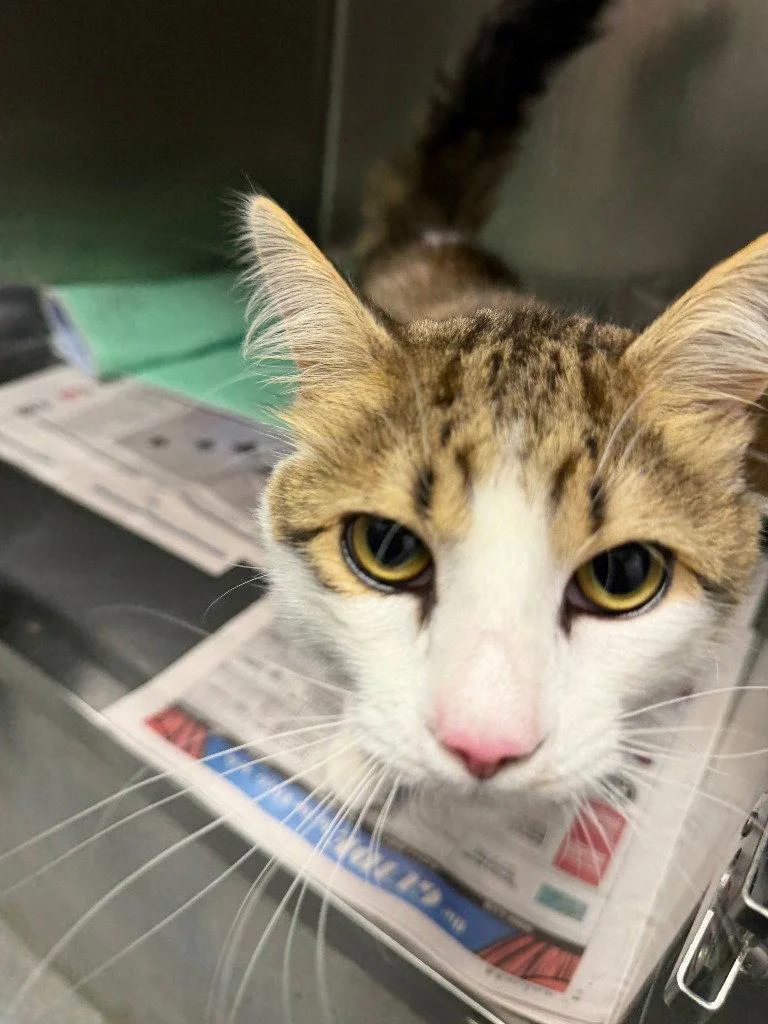 A young large-sized male Domestic Short Hair cat named CA  Alley aka for adoption in Glen Allen, VA