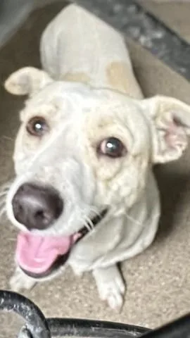 Oso