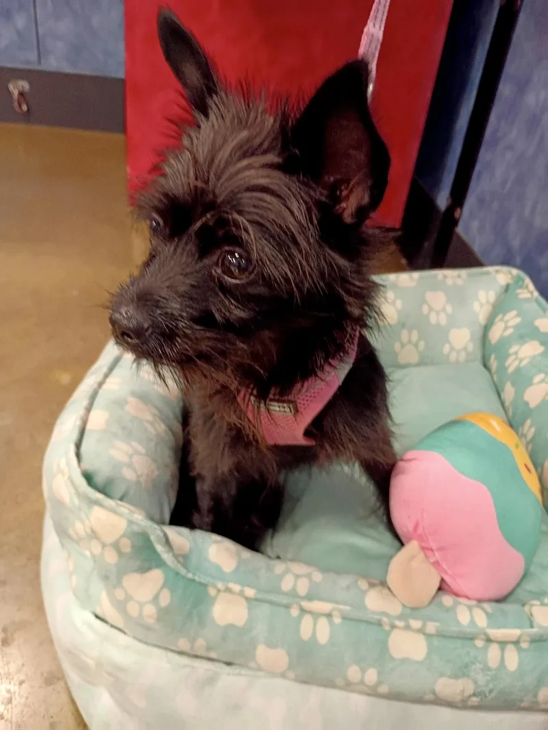 Dory  Tiny Terrier