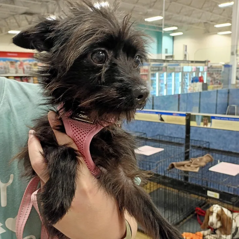 Dory  Tiny Terrier thumbnail 2