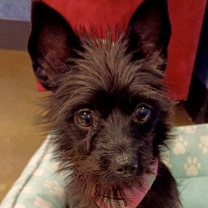 Dory  Tiny Terrier thumbnail 3