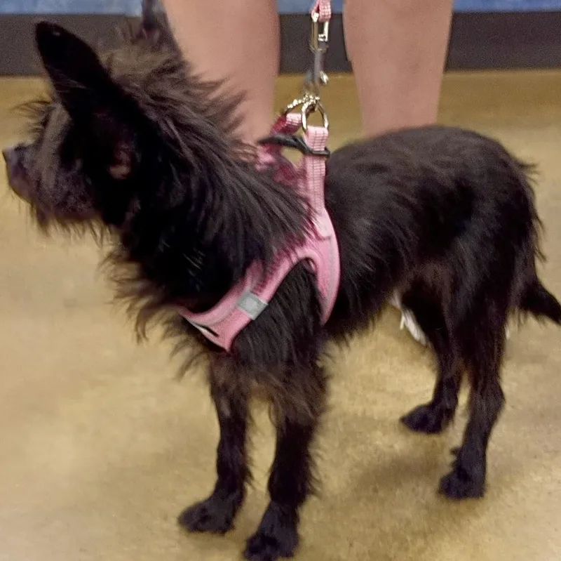 Dory  Tiny Terrier thumbnail 4