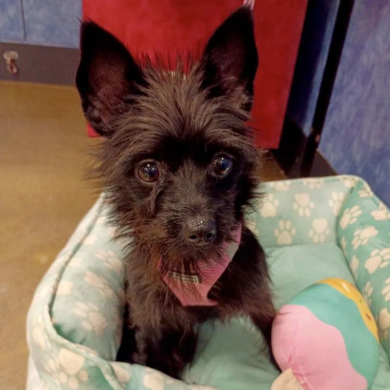 Dory  Tiny Terrier thumbnail 5
