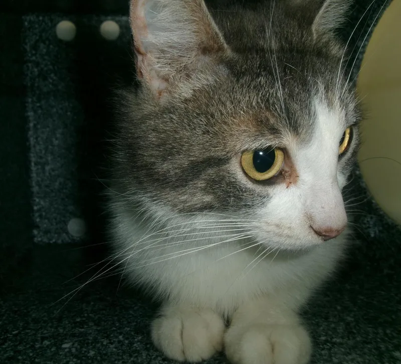 An adult medium-sized female White Domestic Short Hair cat named Askew for adoption in Plover, WI