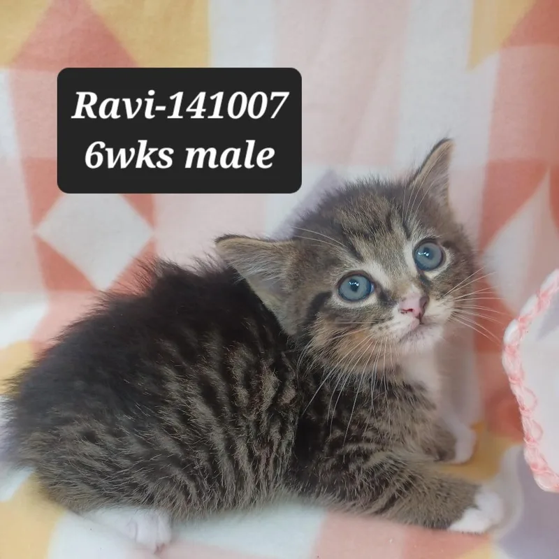A baby small-sized male Domestic Short Hair cat named Ravi for adoption in New Tazewell, TN