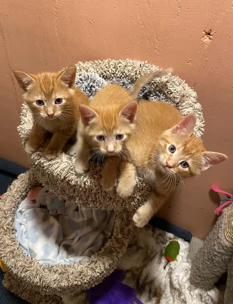 A baby medium-sized male Orange / Red Tabby cat named Beignet for adoption in Kenosha , WI