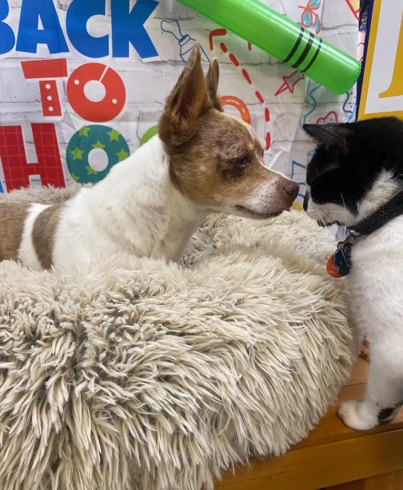 An adult small-sized male Jack Russell Terrier dog named Savage for adoption in Bryant, AR
