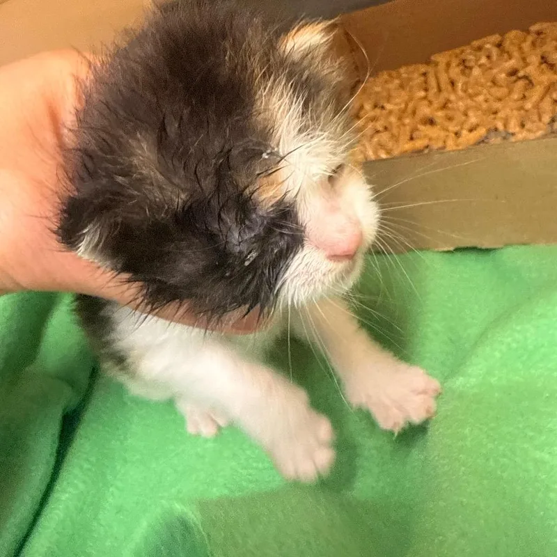 A baby small-sized female Torbie Domestic Medium Hair cat named Darla for adoption in Chattanooga, TN