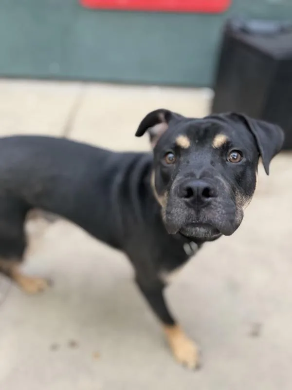 A young medium-sized male American Bully dog named Grizzly for adoption in Escondido, CA
