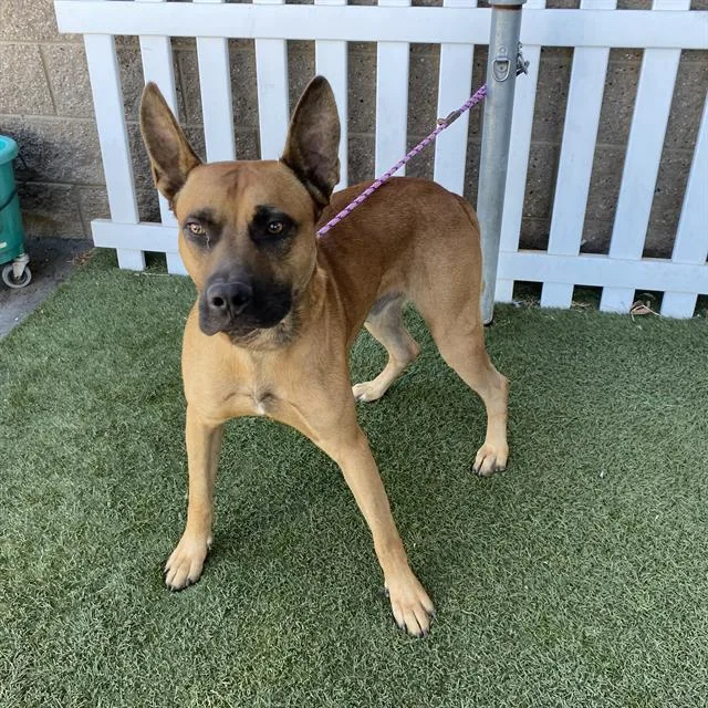 A young large-sized male Belgian Shepherd / Malinois dog named Alcatraz for adoption in Modesto, CA