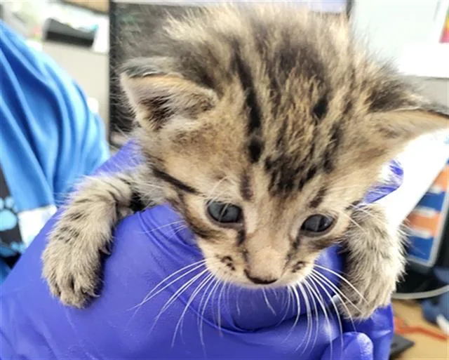 A baby medium-sized male Domestic Short Hair cat named Buzz for adoption in Dallas, TX