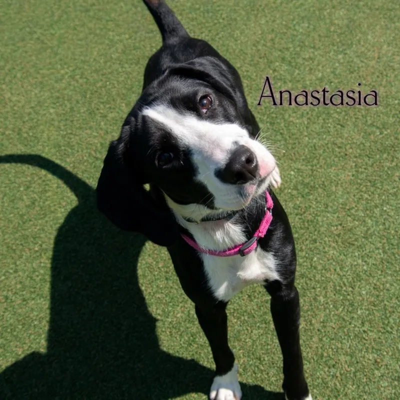 Anastasia thumbnail 2