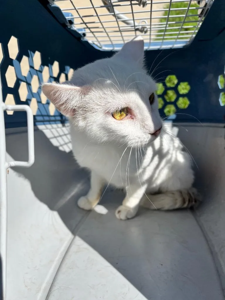 A young medium-sized male Domestic Short Hair cat named Wade for adoption in Benton, AR