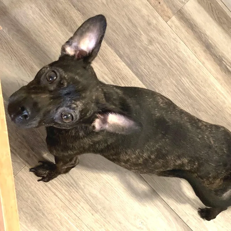 A young small-sized female Brindle French Bulldog dog named Misa for adoption in Las Vegas, NV